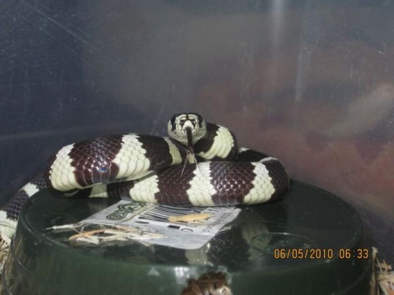  Qualche serpente